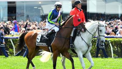 Melbourne Cup Runner Rostropovich Receiving Treatment For Fractured Pelvis