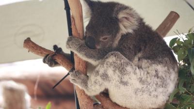 Experts Have Declared Koalas “Functionally Extinct” After The Devastating NSW Bushfires