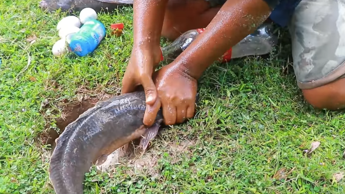 catfish fishing with coke and mentos