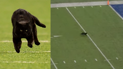 NFL Game Halted For 2 Minutes Thanks To Surprise On-Field Appearance By A Random Cat