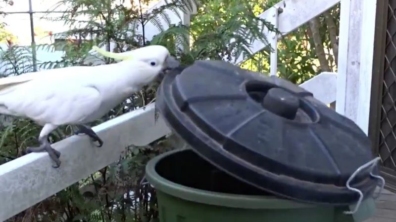 NSW Man Shares Footage Of Asshole Cocky Circumventing Bin Lock To Steal The Treats Within