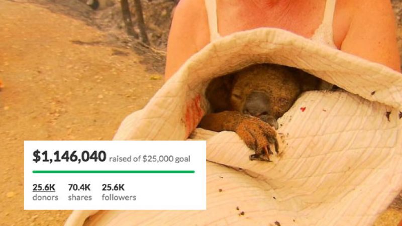 CRYING: Fundraiser For Koala Hospital Soars Past $1 Million In Donations