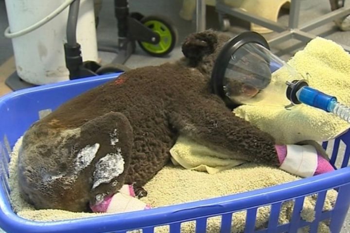 CRYING: Fundraiser For Koala Hospital Soars Past $1 Million In Donations