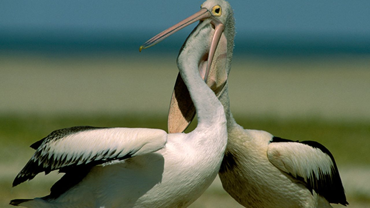Thank You For Denying The Pelican The Title Of 2019 Bird Of The Year