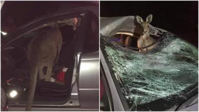 Wild Kangaroo Jumps Through Front Windscreen Of Car & Sits Comfortably In Passenger Seat