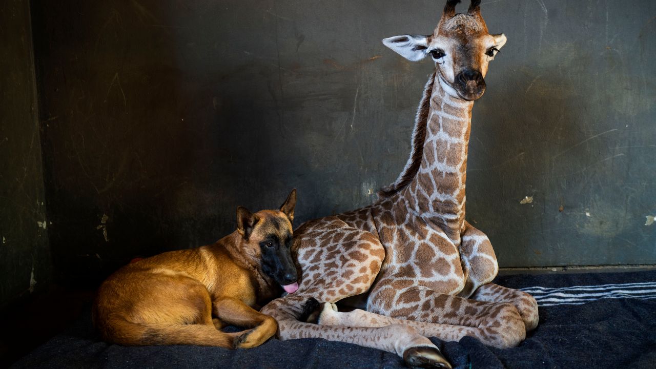 Jazz, The Abandoned Baby Giraffe Who Befriended A Dog, Has Sadly Died & My Heart Hurts