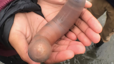 Thousands Of [Checks Notes] “Penis Fish” Have Wiggled Their Way Onto A Beach In California