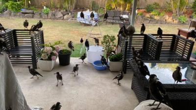 Queensland Woman Has 50 Magpies In Her Backyard Daily & Ahh, I’d Rather Fucking Not