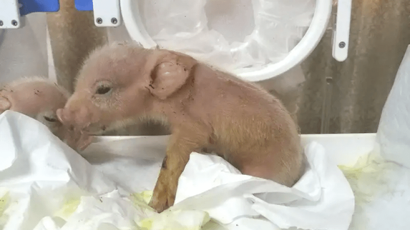 World’s First-Ever Pig-Monkey Hybrids Born In China