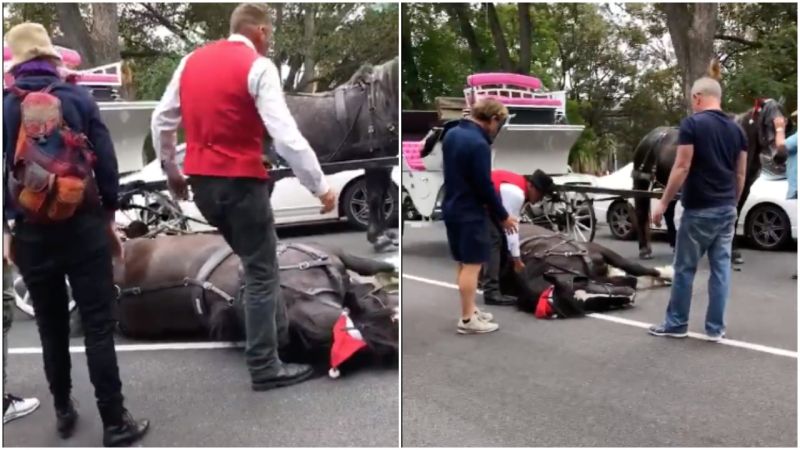 Melbourne Carriage Driver Sparks Outrage After Footage Appears To Show Him Kicking Fallen Horse