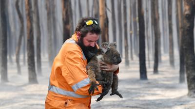 Govt Pledges $50M To Wildlife Preservation As Koalas Verge On Becoming Endangered Species