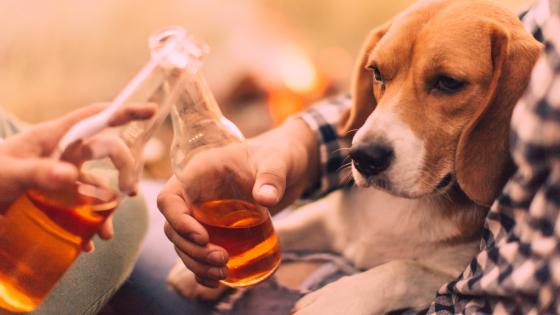 This Brewery Offers Paid “Pawternity Leave”, So BRB Moving To Brisbane & Getting 7 Dogs