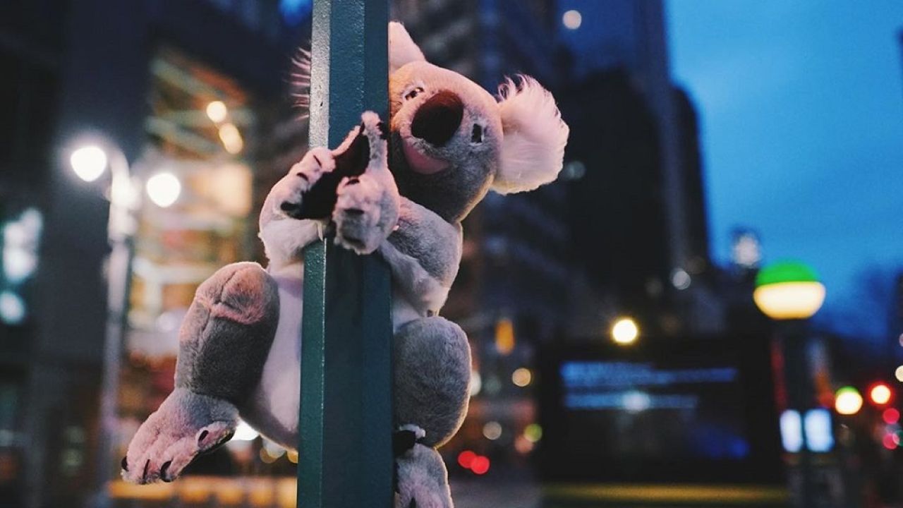 Stuffed Koalas Are Popping Up All Over NYC To Raise Money For Aussie Wildlife