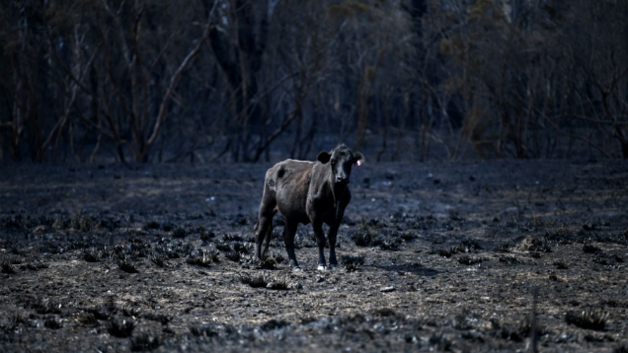 Horrific Photos Have Captured The Staggering Animal Death Toll From The NSW Fires