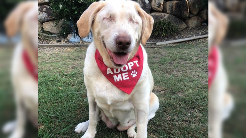 Someone On The Gold Coast Needs To Adopt This Sweet, Blind Cherub Named Dumpling Immediately