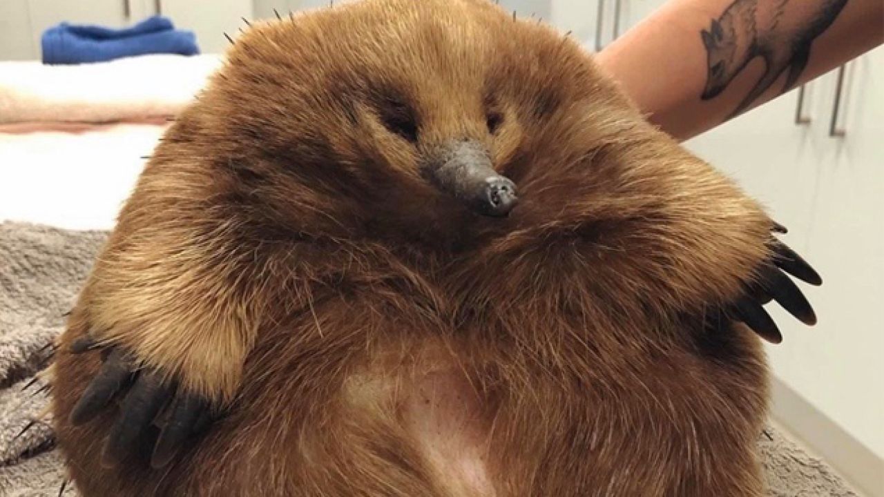 Feast Your Eyes On This Truly Massive Tasmanian Echidna, My Lovely Round Friend