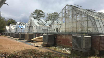 Years Of CSIRO Research Lost After Canberra’s Brutal Hailstorm Destroys 65 Glasshouses