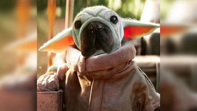 May I Introduce You To Mork Skywalker, The Adorable Pug Who Looks Like Baby Yoda