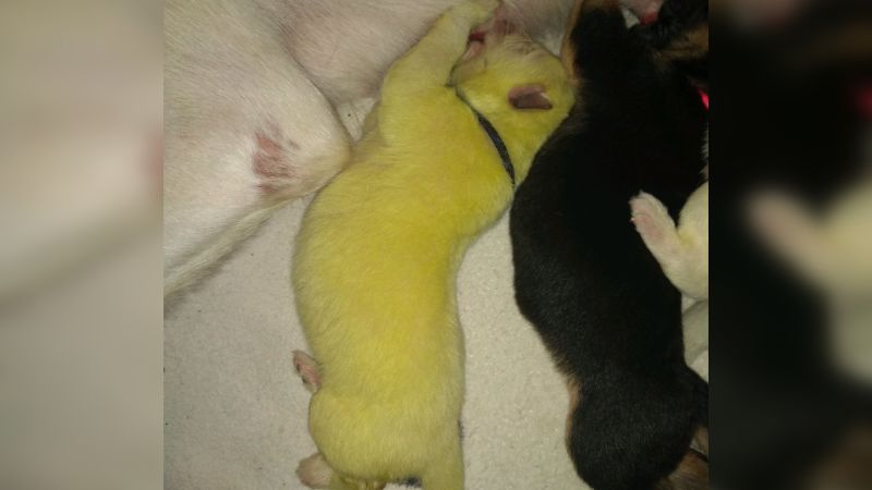 This Tiny Puppy Was Born An All Kinds Of Fucked Up Colour But Is It Green Or Yellow