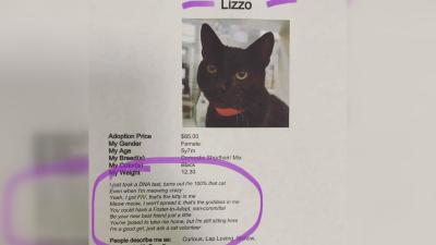 This Adorable Rescue Cat Named Lizzo Wants To Be Your New Best Friend, Just A Little