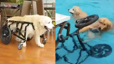 Meet Lion, The Blessed Doggo Who Won’t Let His Wheelchair Stop Him From Having A Swim