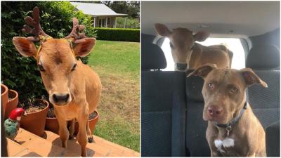 Everybody Meet “Ferdinand” The Rescue Bull Who Thinks He’s A Dog