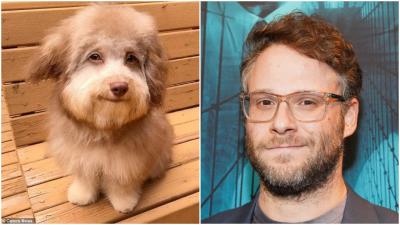 I’m Absolutely Certain This Human-Looking Ausipoo Is Seth Rogen In A Fucking Dog Costume