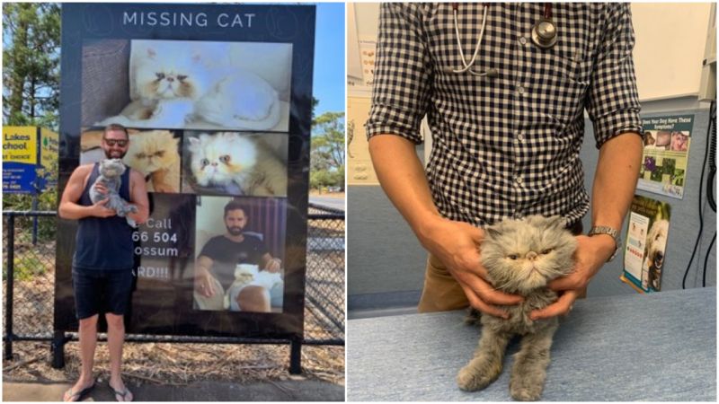 “Possum” The Cat Returned To Owner, So I Guess Making Billboards For Yr Missing Pets Works