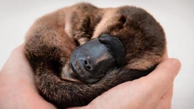 Platypus Are On The “Brink Of Extinction” Thanks To Australia’s Ongoing Drought Crisis
