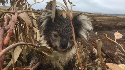 Dozens Of Koalas Killed In Alleged “Massacre” On Logging Plantation In Victoria