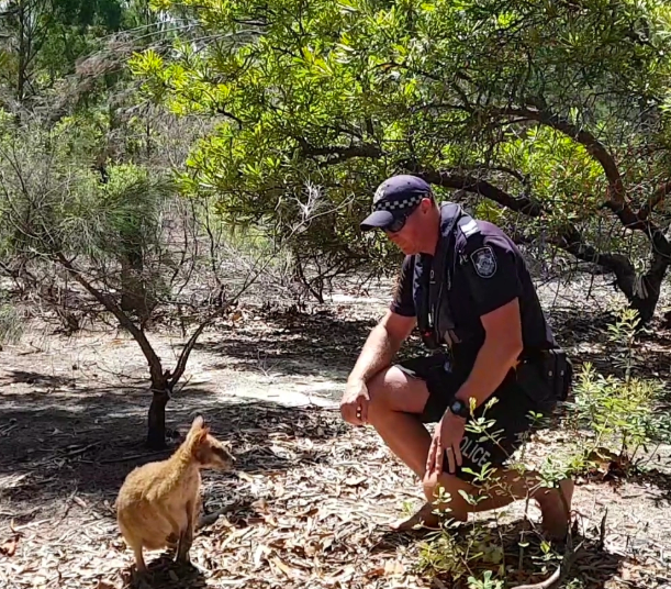 This Wallaby Was Rescued 6.2km From Shore & Buddy, How The Fuck Did You End Up There