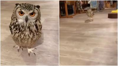 This Terrifying Footage Of An Owl Running Has Ruined My Fucking Life