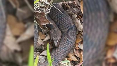 Snake Orgy Forces Florida Park To Shut Down, So At Least Someone Got Some V Day Action