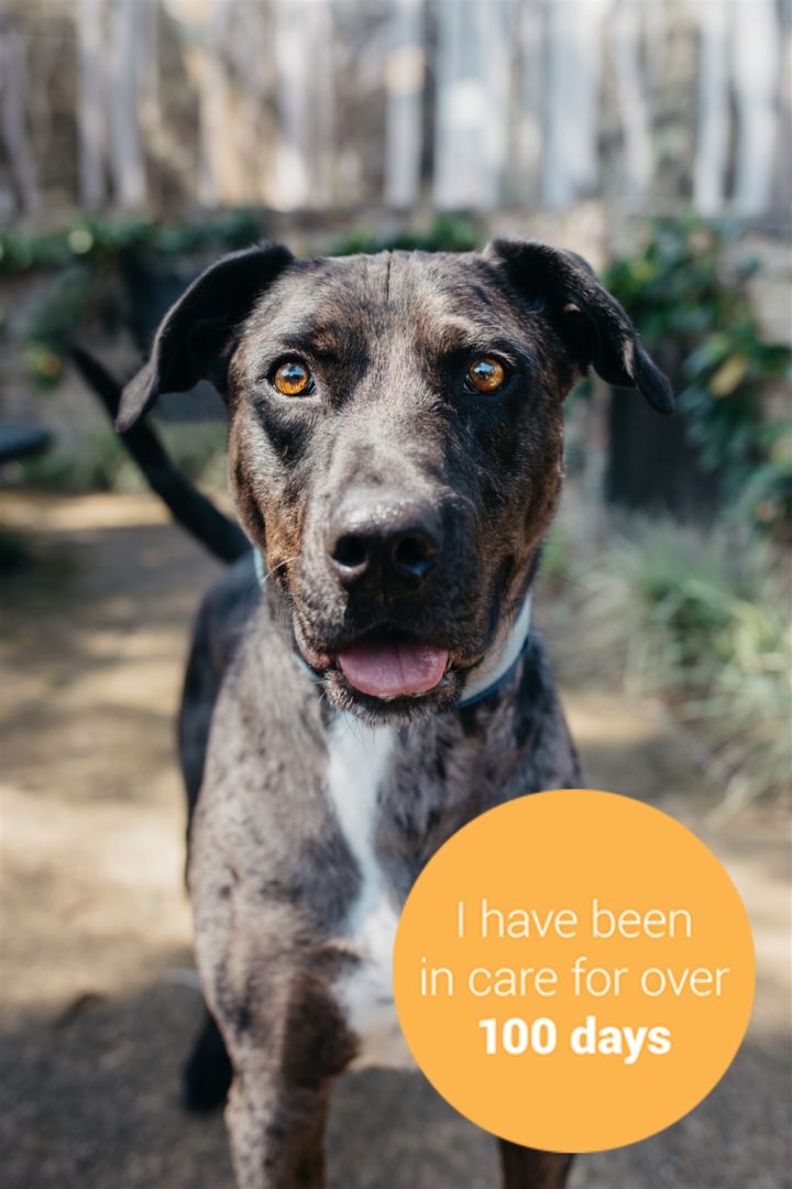 The RSPCA’s $29 Adoption Drive Is Back & Someone Better Adopt Kevin The Great Dane This Time