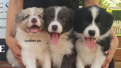 Turns Out You Can Go Cuddle Border Collie Puppies At This QLD Café, So I’m Off, Seeya
