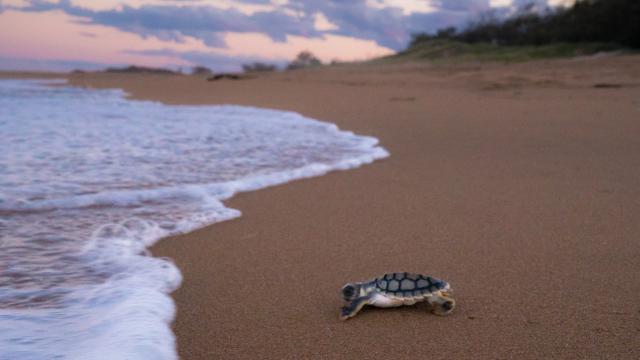 Volunteer - Turtle - Conservation - Queensland