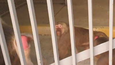The Official Line On Yesterday’s Baboon Escape Involves A Vasectomy Gone Very Wrong
