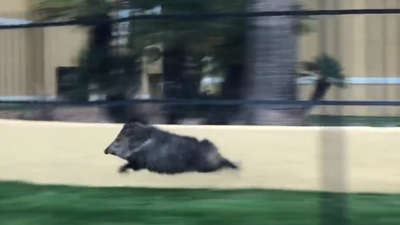 This Video Of A Sprinting Pig Has The Internet Absolutely (Pork) Barrelled Over