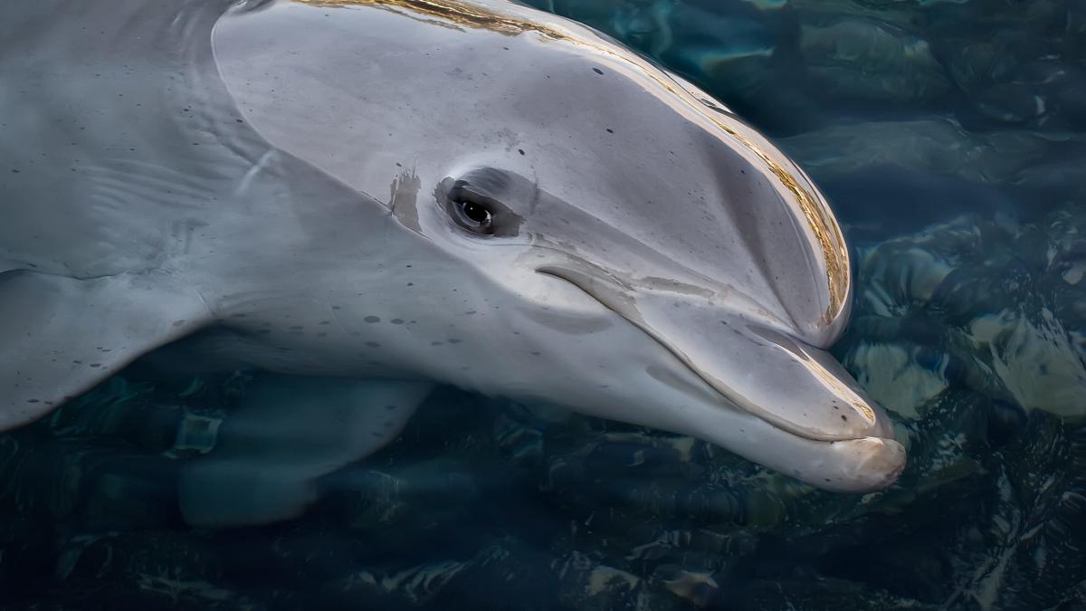 dolphin population decline