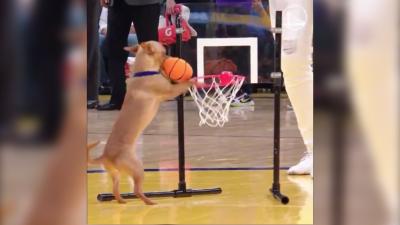 This Video Of A Dog Dunking A Basketball At The NBA Is The Energy I’m Channelling Today