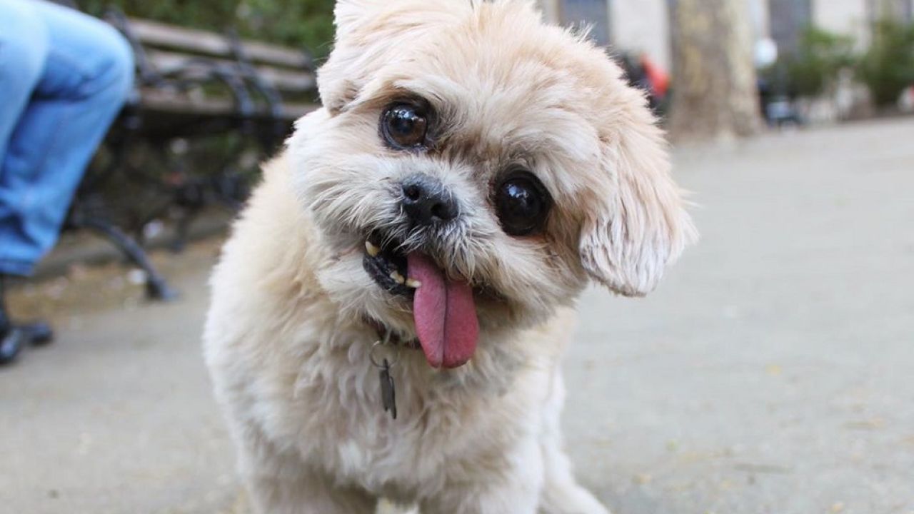 Beloved Internet Dog Marnie Passed Away Peacefully This Week At The Age Of 18