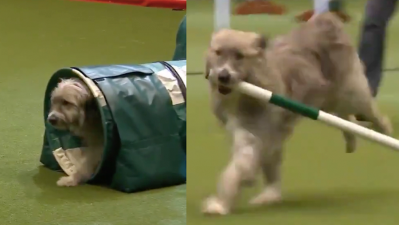 Kratu Is Back At The Crufts Dog Show And, Bless Him, Shitter Than Ever