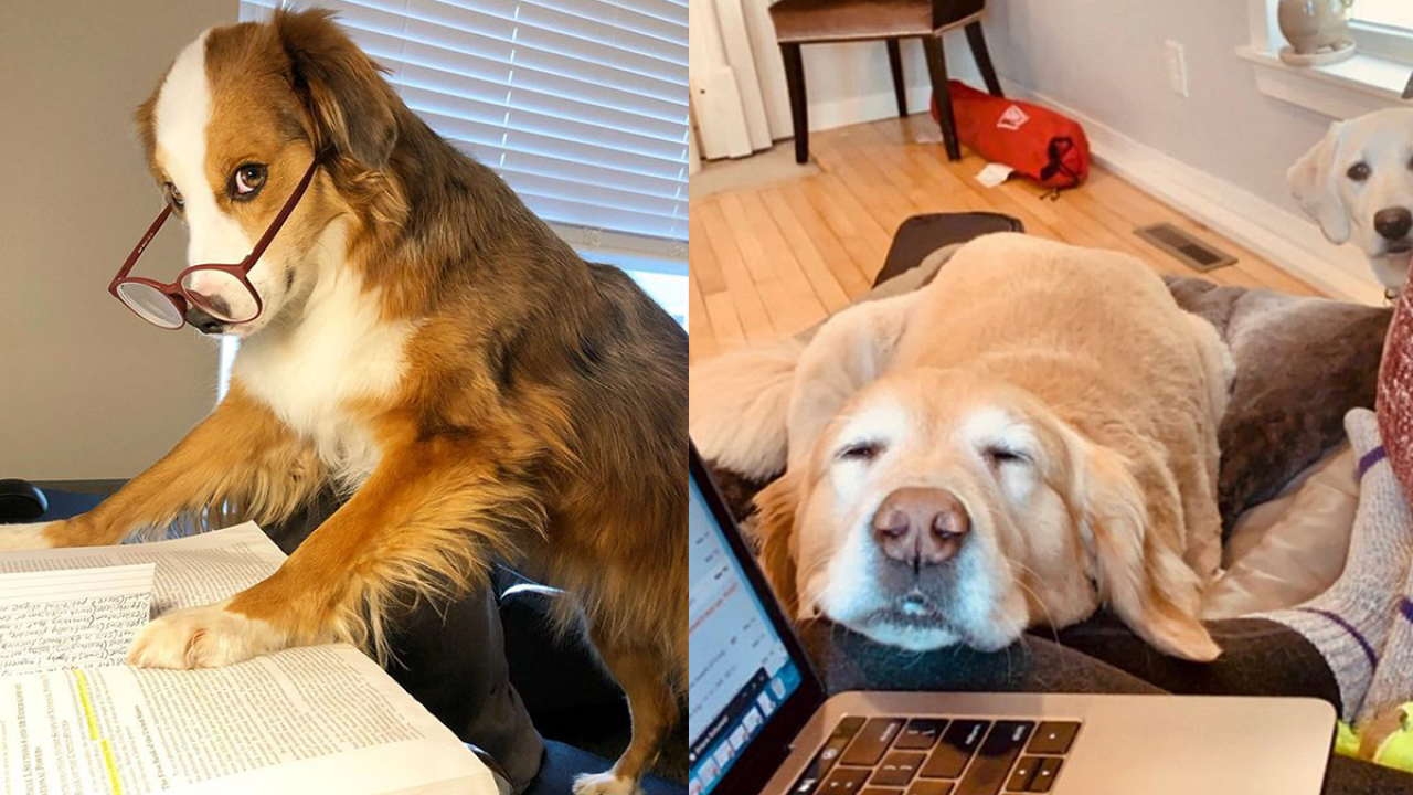 May This @DogsWorkingFromHome IG Account Bring You Joy During Coronavirus Self-Isolation