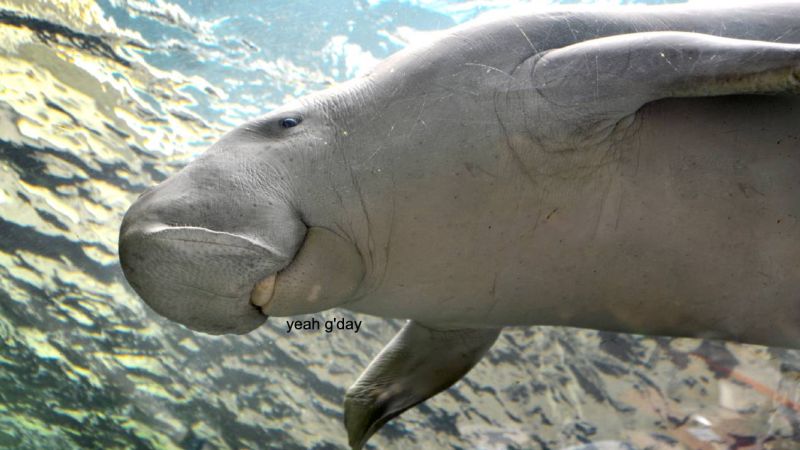 Sydney Aquarium Live-Streamed Playtime With Pig The Dugong For Our Collective Hearts