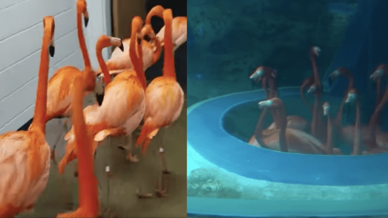 May This Glorious Footage Of Flamingos Getting An Aquarium Tour Soothe Your Worrisome Heart