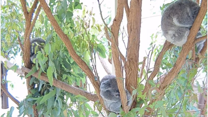 This QLD Koala Live Stream Will Put A Little Sunshine In Your Blergh Week