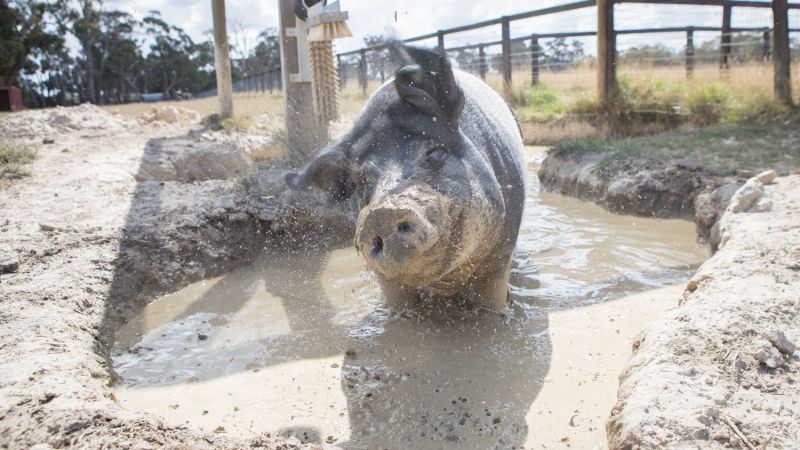 This Animal Sanctuary Is Live-Streaming Cute Farm Content To Cure Your Self-Iso Boredom