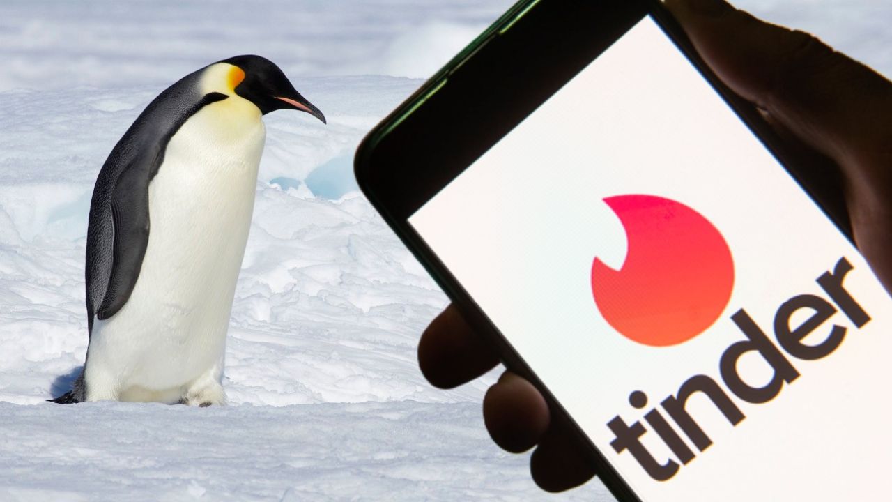Tinder’s Passport Option Is Temporarily Free So BRB, Seeing Who’s Single In Antarctica