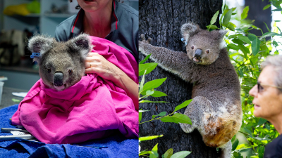 26 Koalas To Be Released Back Into Their Original Habitats Following NSW Bushfire Recovery