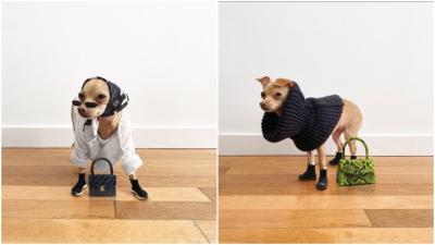 Please Appreciate Boobie Billie, The Adorable Fashion Influencer Who Is Also A Dog